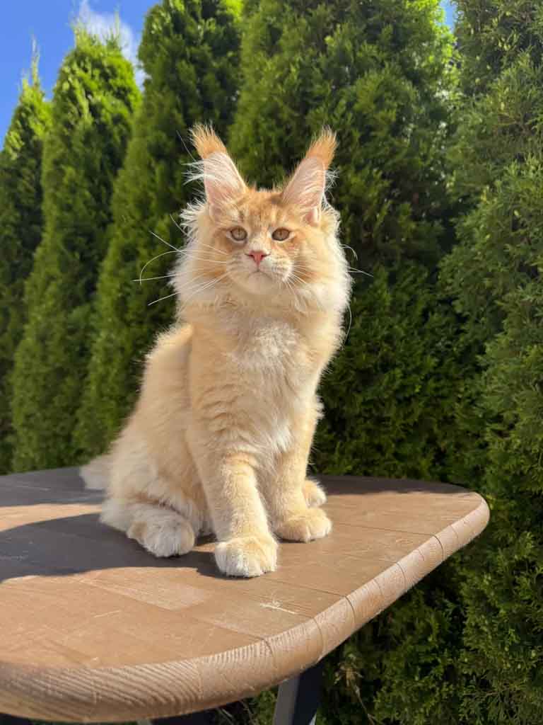 Red ticked tabby (d 25) Maine Coon King Unicum Fudge, born 2026-03-23 – UnicumCat cattery