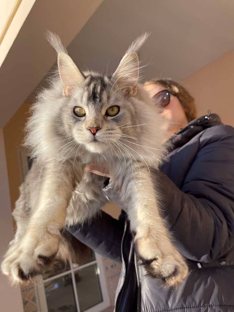 Black silver ticked tabby (ns 25) Maine Coon queen Unicum Zhanna: long ear tufts, perfect health – UnicumCat