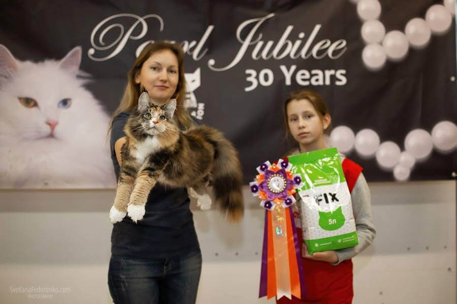 Red ticked tabby and white (d 09 25) Maine Coon queen Unicum Alma Mater: long ear tufts, perfect health – UnicumCat