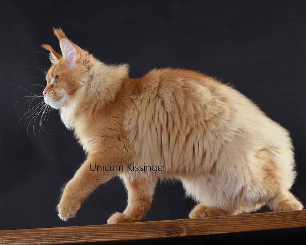 Red ticked tabby (d 25) Maine Coon king Unicum Kissinger: massive body, huge ears, long lynx tips – UnicumCat