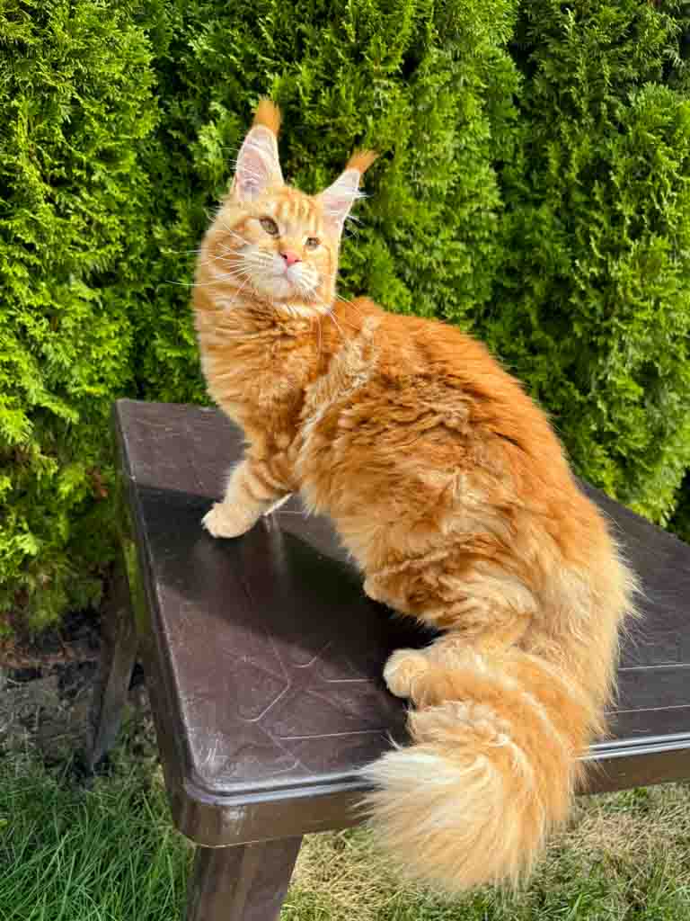 Red classic tabby (d 22) Maine Coon queen Unicum Vitaminka: long ear tufts, perfect health – UnicumCat