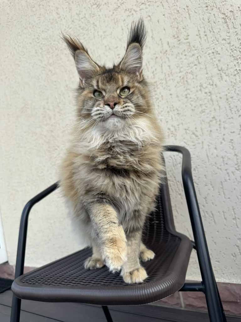 Black ticked tortoiseshell (f 25) Maine Coon queen Unicum Jaconda: long ear tufts, perfect health – UnicumCat