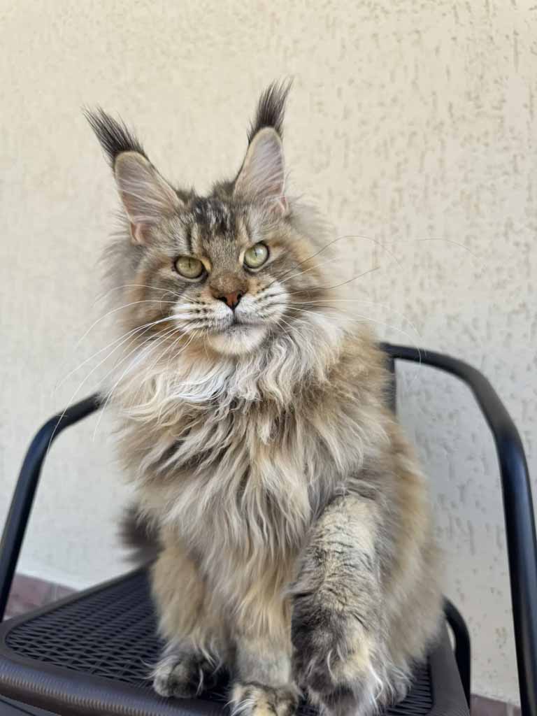 Black ticked tortoiseshell (f 25) Maine Coon queen Unicum Jordana: long ear tufts, perfect health – UnicumCat