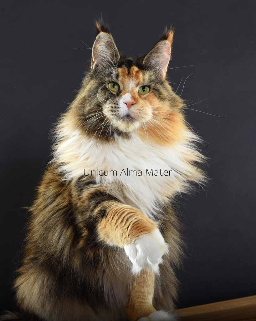 Red ticked tabby and white (d 09 25) Maine Coon queen Unicum Alma Mater: long ear tufts, perfect health – UnicumCat