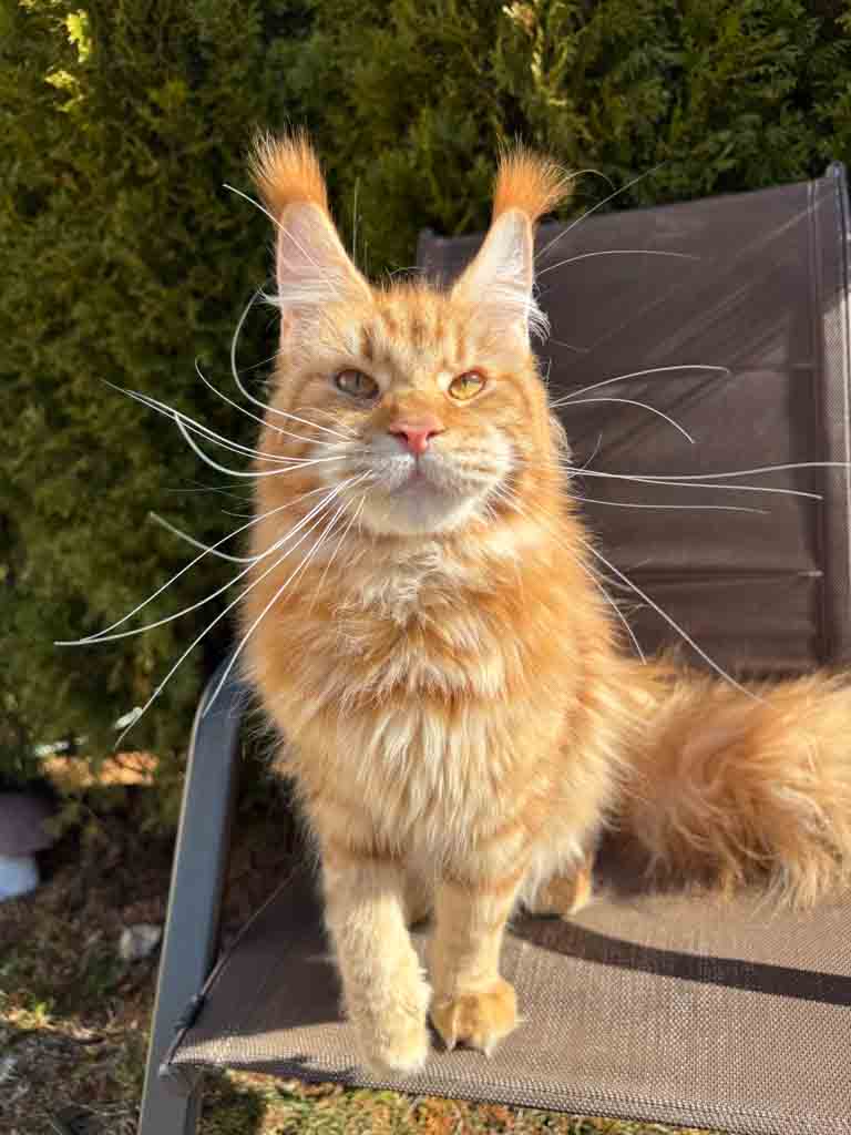 Red classic tabby (d 22) Maine Coon queen Unicum Viltaria: long ear tufts, perfect health – UnicumCat