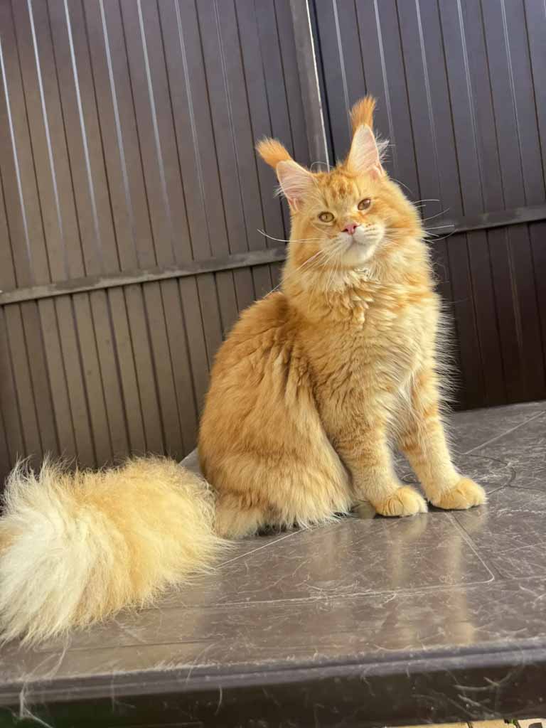 Red ticked tabby (d 25) Maine Coon queen Unicum Mata Hari: long ear tufts, perfect health – UnicumCat