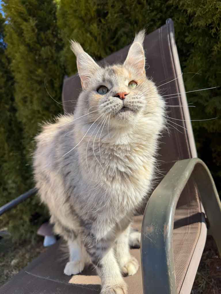 Black silver ticked tortoiseshell (fs 25) Maine Coon queen Unicum Just a Dream: long ear tufts, perfect health – UnicumCat