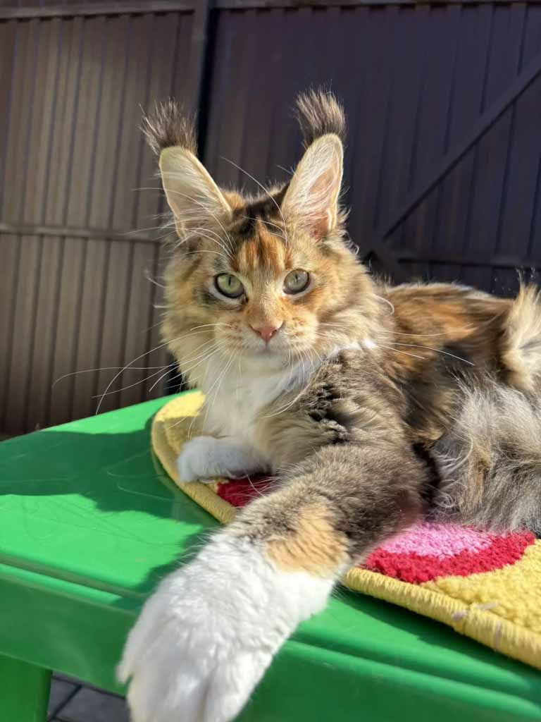 Tortoiseshell ticked tabby and white (f 09 25) Maine Coon queen Unicum Umila: long ear tufts, perfect health – UnicumCat