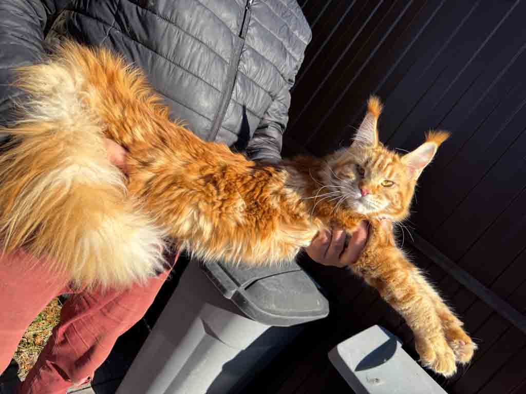 Red classic tabby (d 22) Maine Coon queen Unicum Vitaminka: long ear tufts, perfect health – UnicumCat