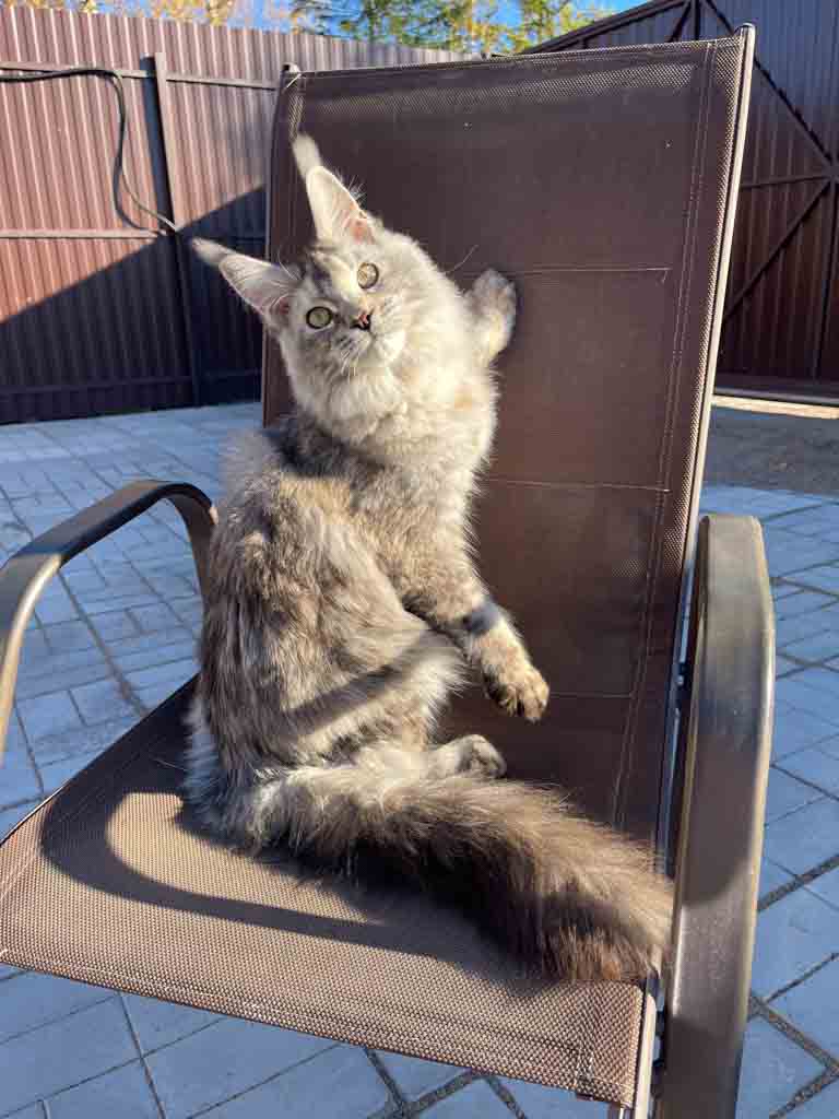 Black silver ticked tortoiseshell (fs 25) Maine Coon queen Unicum Obsession: long ear tufts, perfect health – UnicumCat