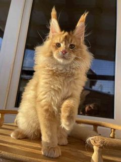 Unicum Kissinger – giant Maine Coon stud | Red ticked tabby (d 25) | UnicumCat
