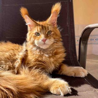 Unicum Morphine – giant Maine Coon stud | Red ticked tabby (d 25) | UnicumCat
