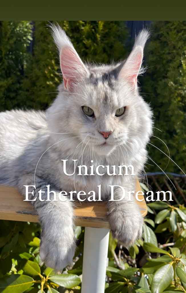 Black silver ticked tortoiseshell (fs 25) Maine Coon queen Unicum Ethereal Dream: long ear tufts, perfect health – UnicumCat