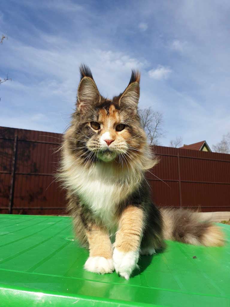 Red ticked tabby and white (d 09 25) Maine Coon queen Unicum Alma Mater: long ear tufts, perfect health – UnicumCat