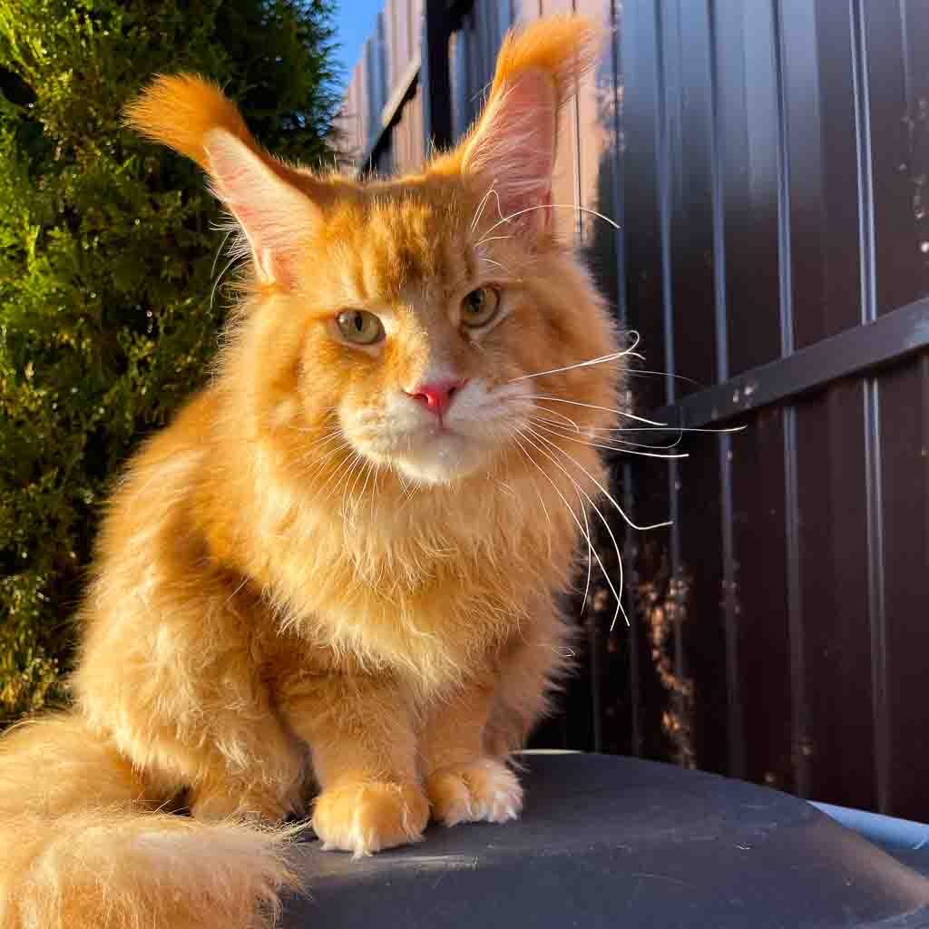 Red ticked tabby (d 25) Maine Coon king Unicum Morphine: massive body, huge ears, long lynx tips – UnicumCat