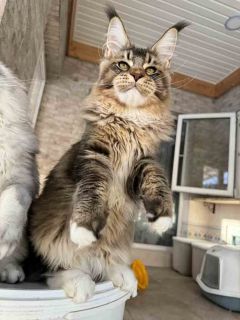 Unicum Maestro – giant Maine Coon stud | Black ticked tabby and white (n 09 25) | UnicumCat