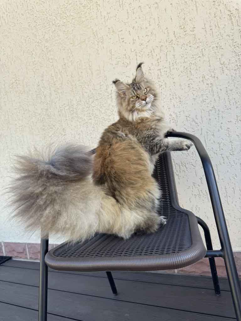 Black ticked tortoiseshell (f 25) Maine Coon queen Unicum Jordana: long ear tufts, perfect health – UnicumCat