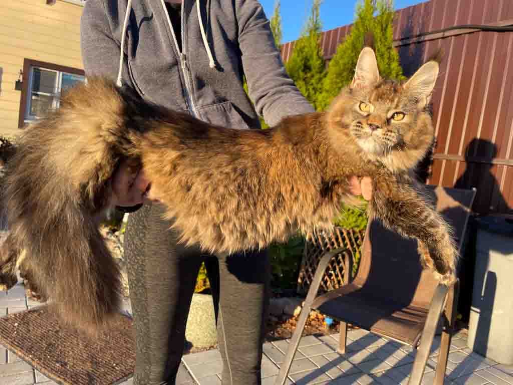 Black ticked tortoiseshell (f 25) Maine Coon queen Unicum Oh My Goodness: long ear tufts, perfect health – UnicumCat