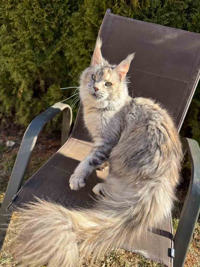 Black silver ticked tortoiseshell (fs 25) Maine Coon queen Unicum Just a Dream: long ear tufts, perfect health – UnicumCat