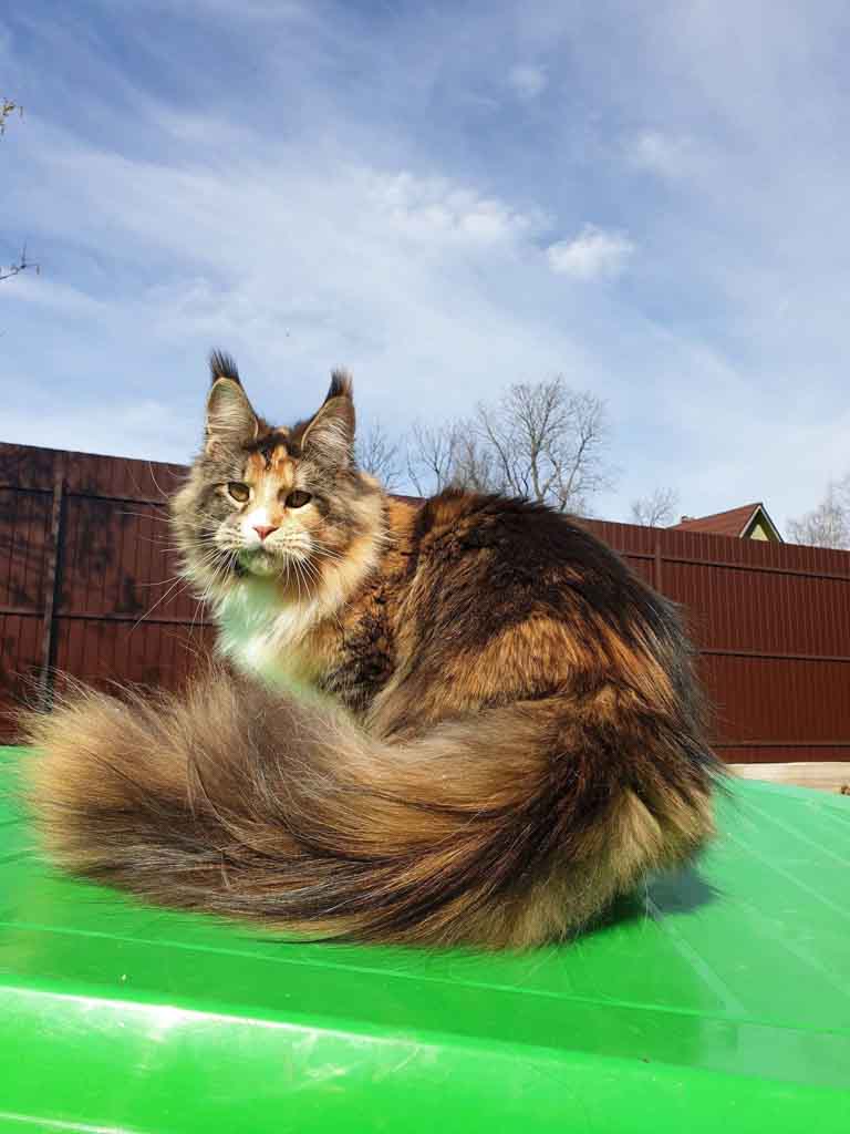 Red ticked tabby and white (d 09 25) Maine Coon queen Unicum Alma Mater: long ear tufts, perfect health – UnicumCat