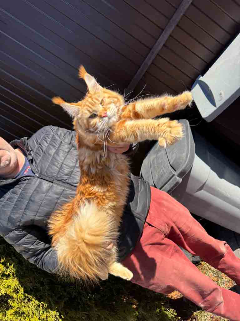 Red classic tabby (d 22) Maine Coon queen Unicum Vitaminka: long ear tufts, perfect health – UnicumCat