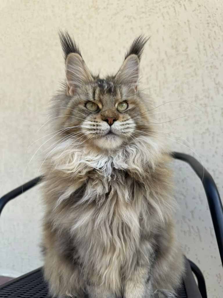 Black ticked tortoiseshell (f 25) Maine Coon queen Unicum Jordana: long ear tufts, perfect health – UnicumCat