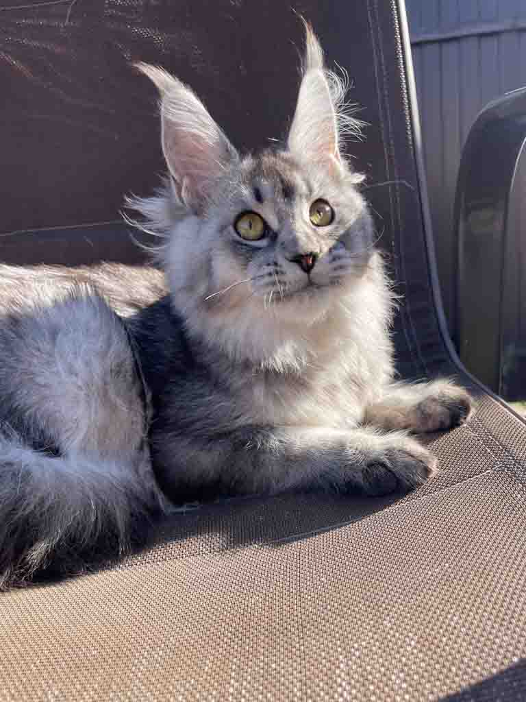 Black silver ticked tabby (ns 25) Maine Coon queen Unicum Flicka: long ear tufts, perfect health – UnicumCat