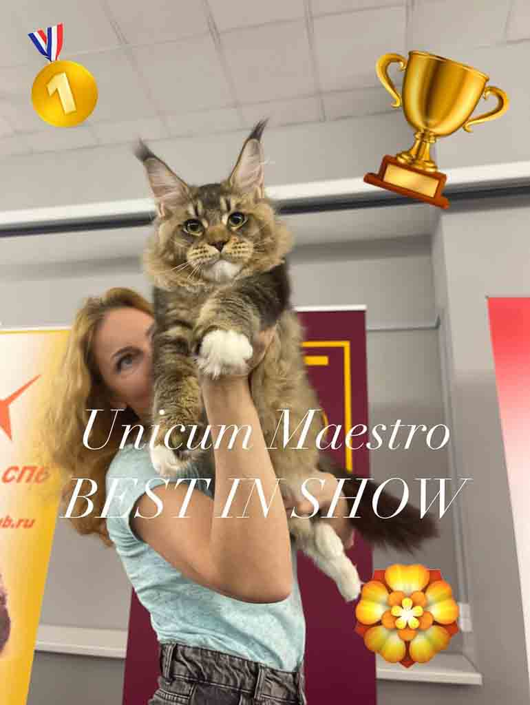 Black ticked tabby and white (n 09 25) Maine Coon king Unicum Maestro: massive body, huge ears, long lynx tips – UnicumCat