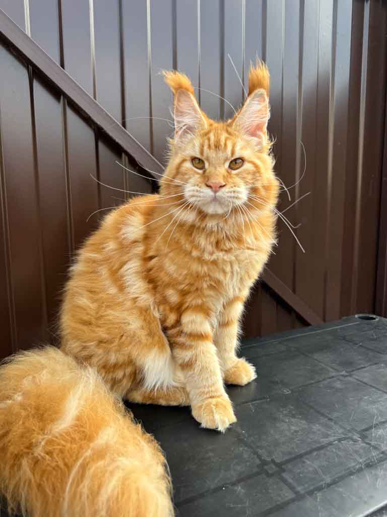 Red classic tabby (d 22) Maine Coon queen Unicum Viltaria: long ear tufts, perfect health – UnicumCat