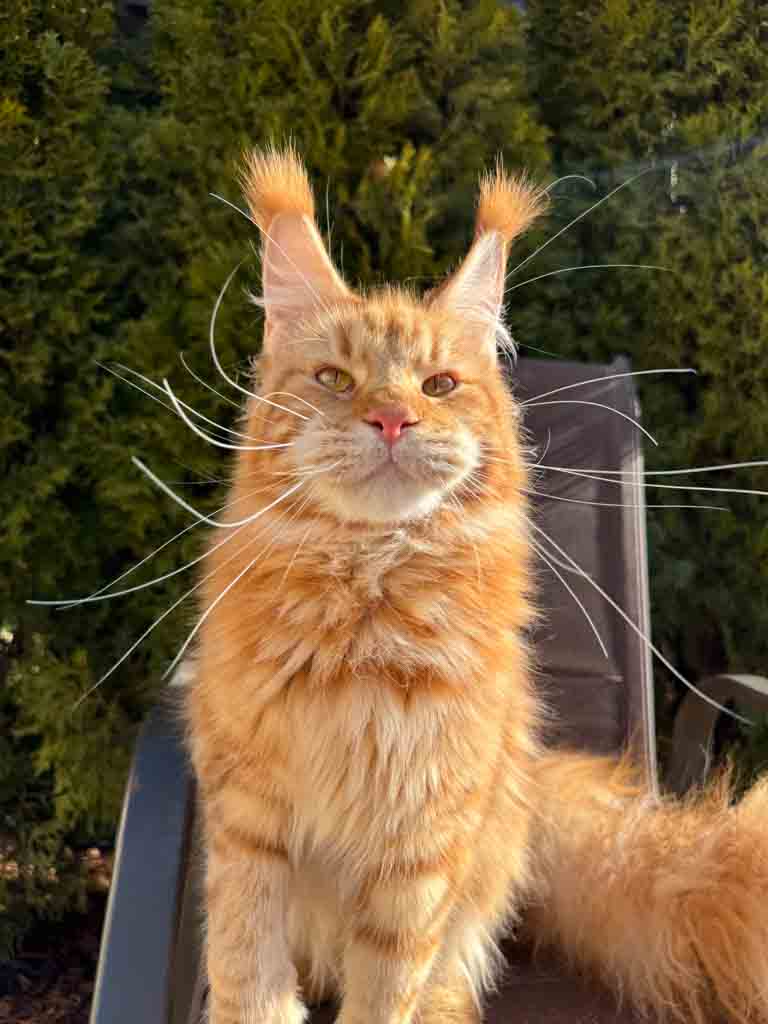 Red classic tabby (d 22) Maine Coon queen Unicum Viltaria: long ear tufts, perfect health – UnicumCat