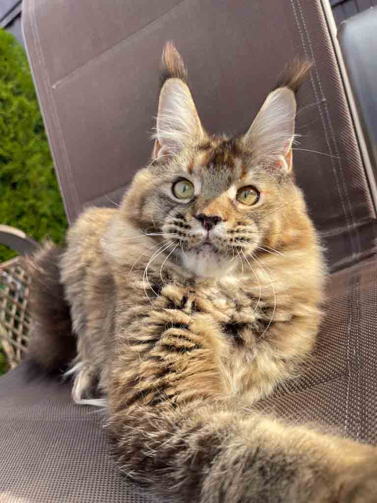 Black ticked tortoiseshell (f 25) Maine Coon queen Unicum Oh My Goodness: long ear tufts, perfect health – UnicumCat