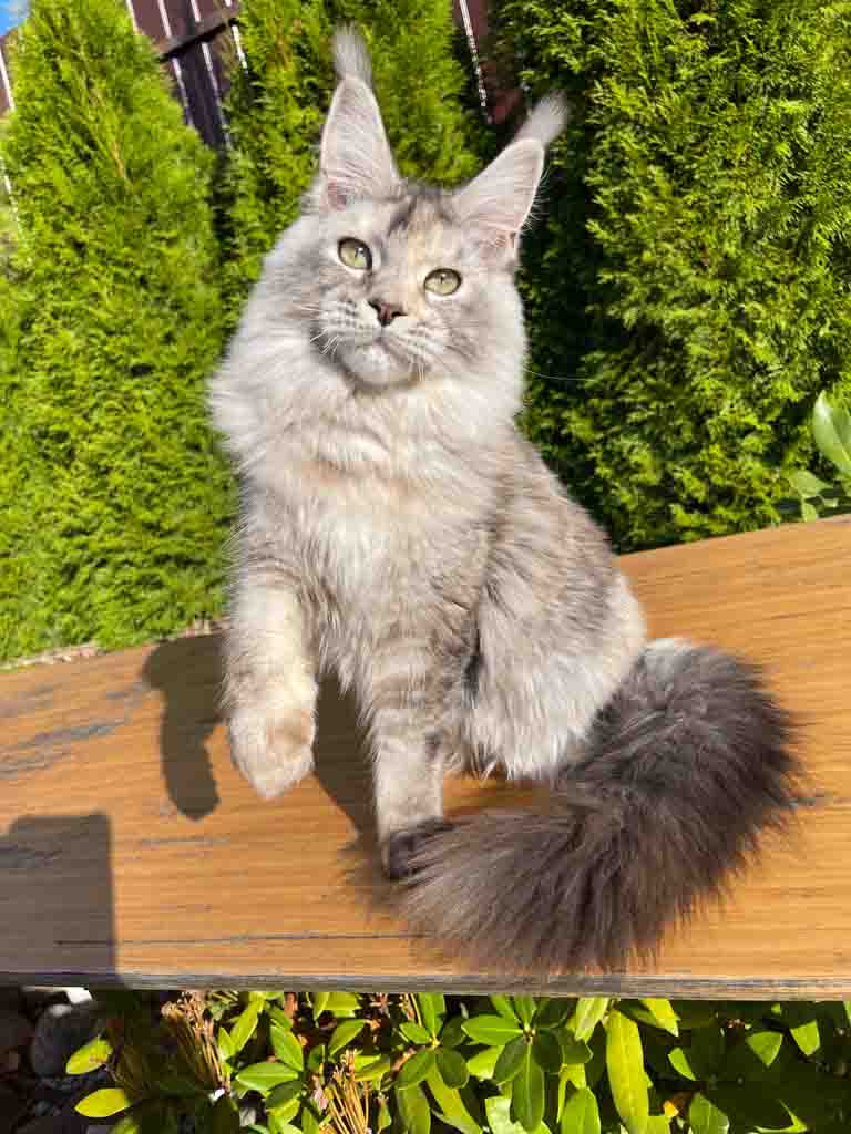 Black silver ticked tortoiseshell (fs 25) Maine Coon queen Unicum Obsession: long ear tufts, perfect health – UnicumCat
