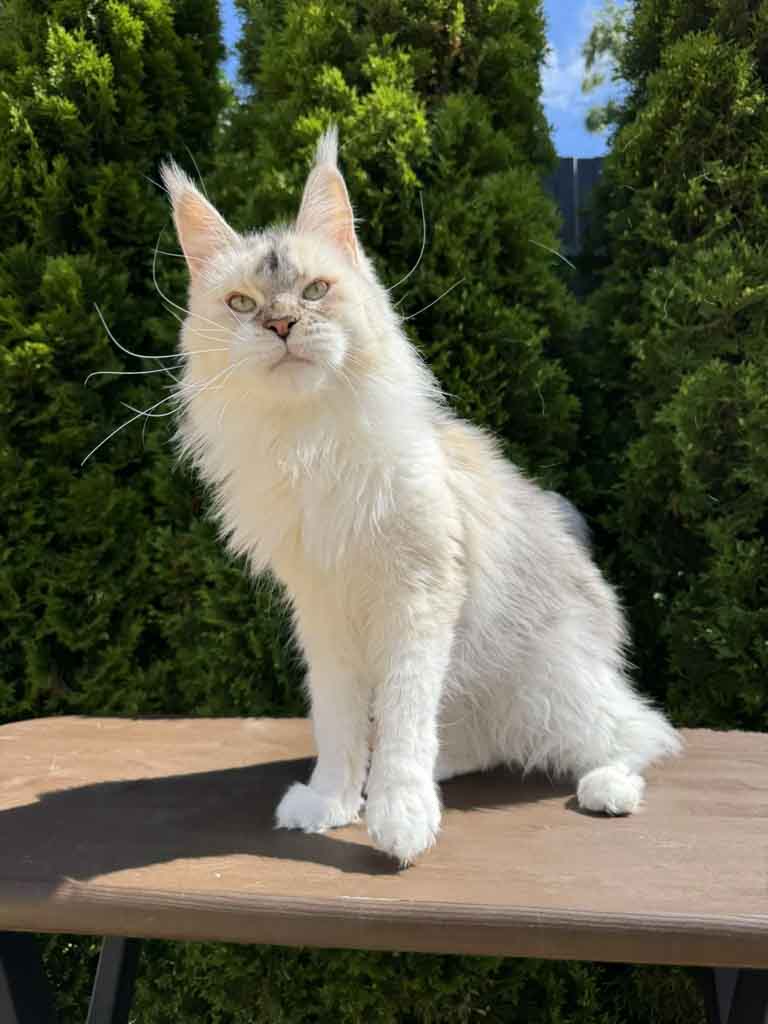 Black silver ticked tortoiseshell and white (fs 03 25) Maine Coon queen Unicum Pagani: long ear tufts, perfect health – UnicumCat