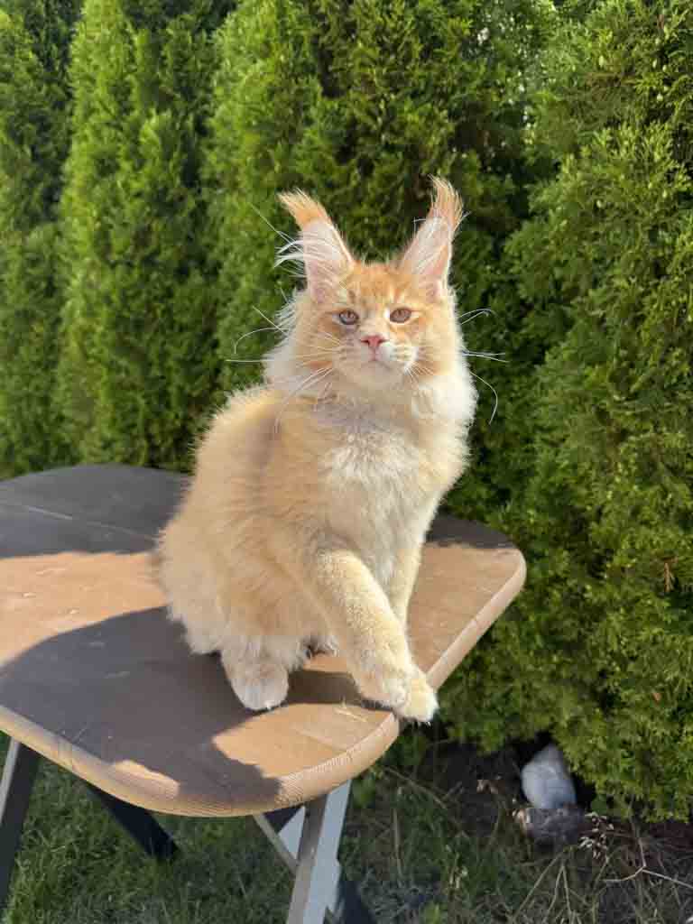 Red ticked tabby (d 25) Maine Coon King Unicum Fudge, born 2026-03-23 – UnicumCat cattery