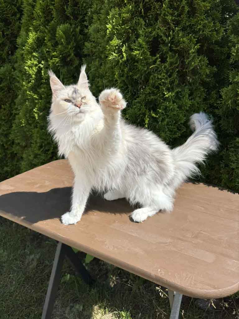 Black silver ticked tortoiseshell and white (fs 03 25) Maine Coon queen Unicum Pagani: long ear tufts, perfect health – UnicumCat