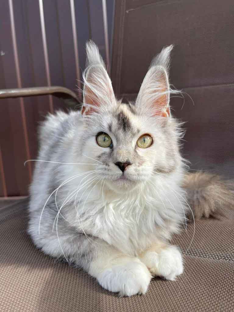Black silver ticked tortoiseshell and white (fs 09 25) Maine Coon queen Unicum Unbelievable Beauty: long ear tufts, perfect health – UnicumCat
