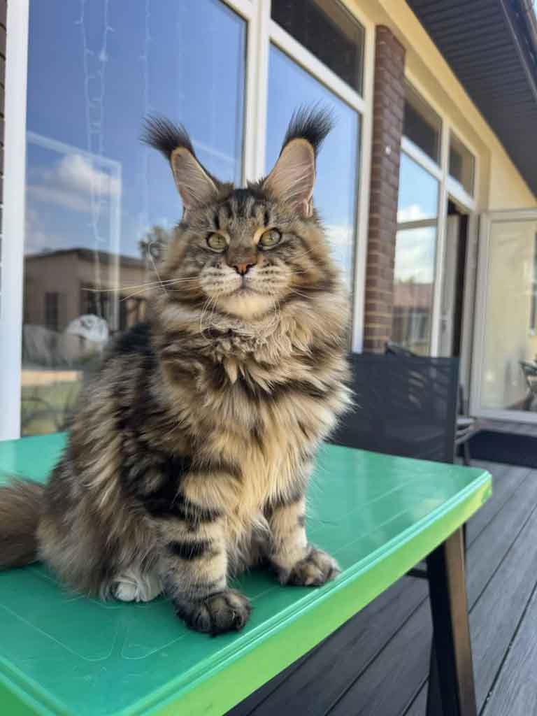 Tortoiseshell classic tabby (f 22) Maine Coon queen Unicum Pampushka: long ear tufts, perfect health – UnicumCat