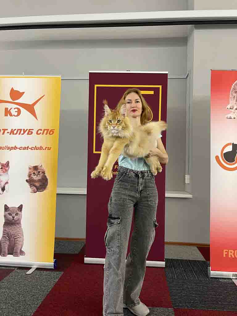 Red ticked tabby (d 25) Maine Coon king Unicum Kissinger: massive body, huge ears, long lynx tips – UnicumCat