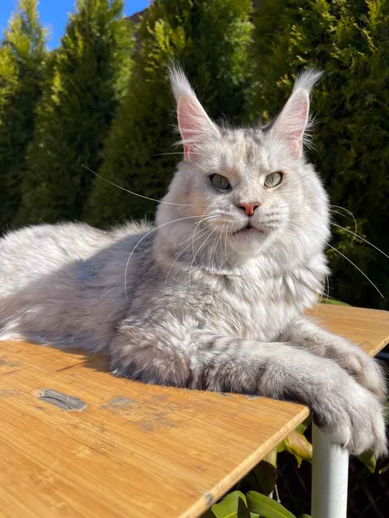 Black silver ticked tortoiseshell (fs 25) Maine Coon queen Unicum Ethereal Dream: long ear tufts, perfect health – UnicumCat