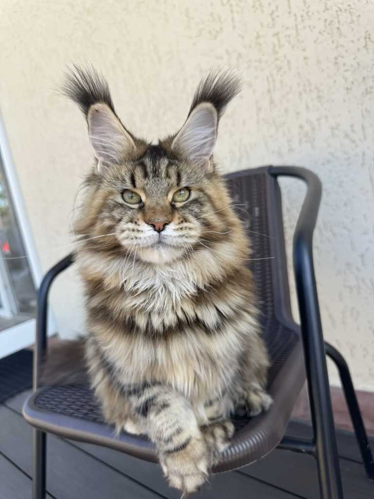 Tortoiseshell classic tabby (f 22) Maine Coon queen Unicum Pampushka: long ear tufts, perfect health – UnicumCat