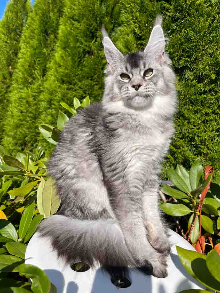Black silver ticked tabby (ns 25) Maine Coon queen Unicum Flicka: long ear tufts, perfect health – UnicumCat
