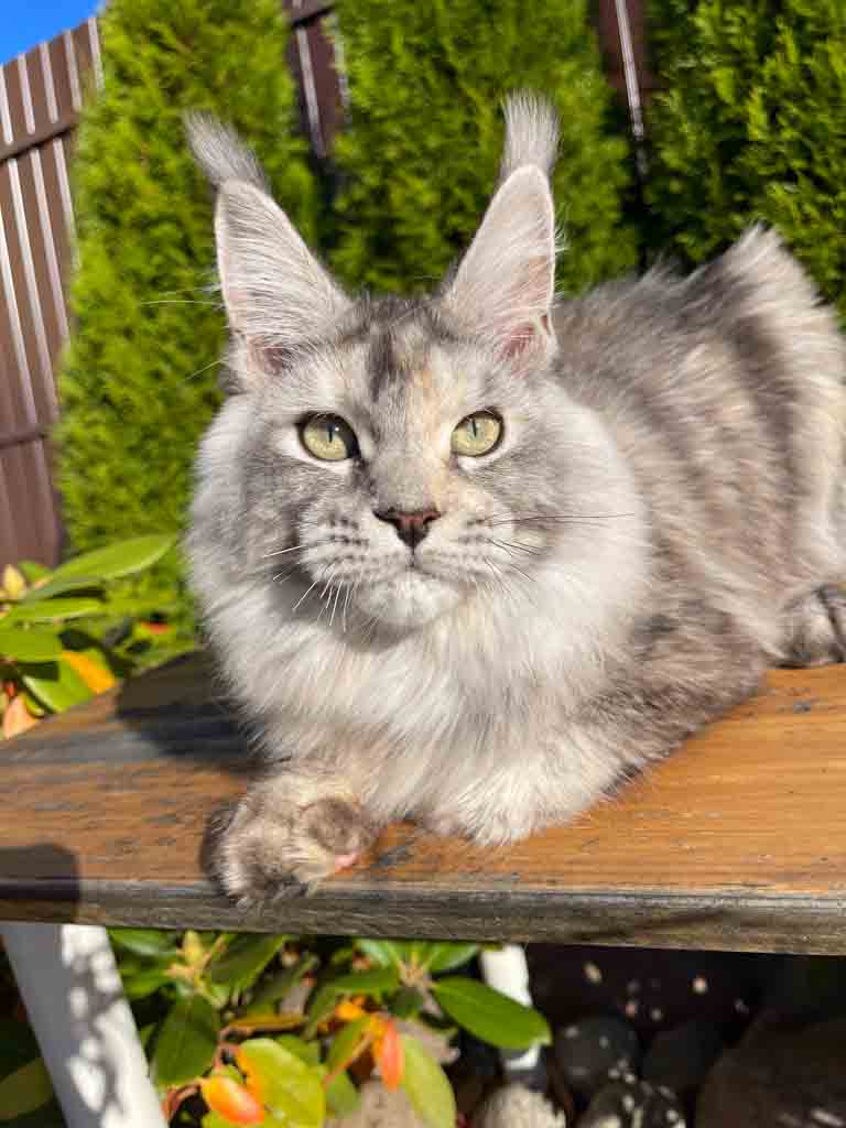 Black silver ticked tortoiseshell (fs 25) Maine Coon queen Unicum Obsession: long ear tufts, perfect health – UnicumCat