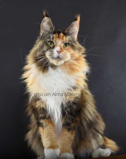 Unicum Alma Mater – Maine Coon queen | Red ticked tabby and white (d 09 25) | UnicumCat