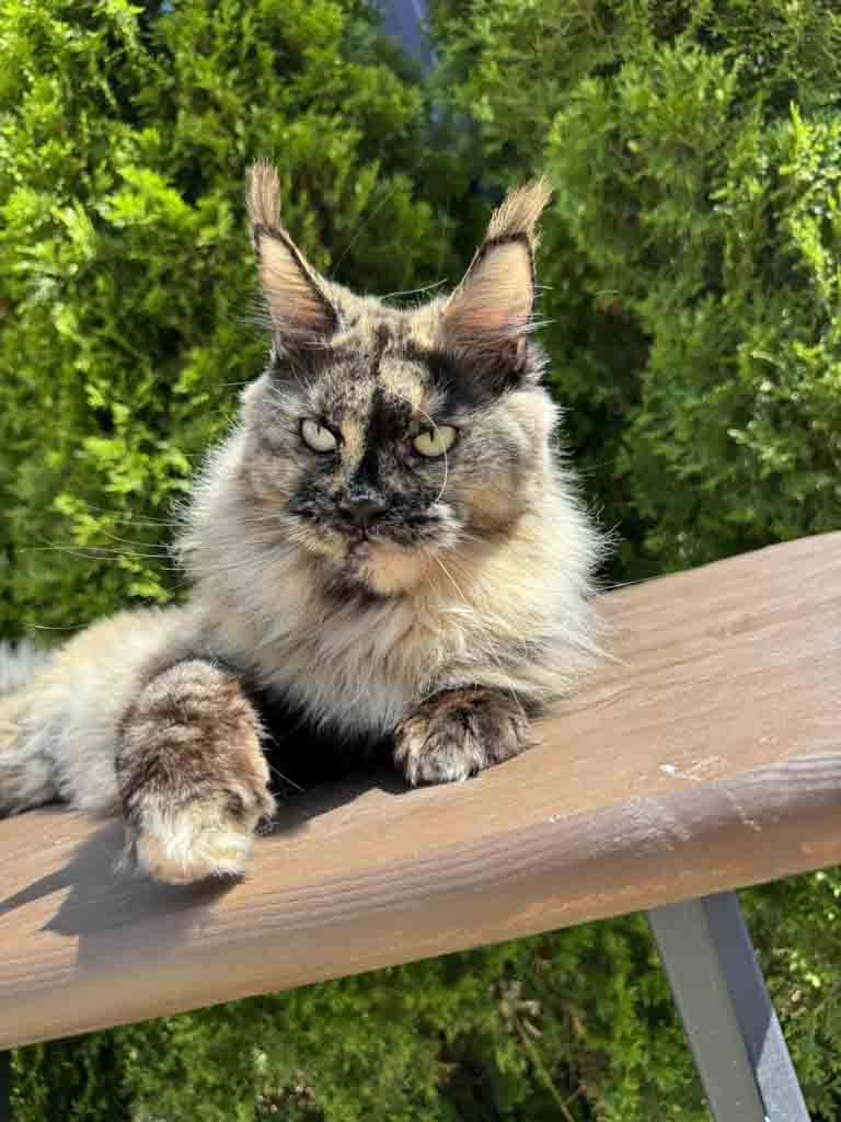 Tortoiseshell (f) Maine Coon queen Unicum My Heart: long ear tufts, perfect health – UnicumCat