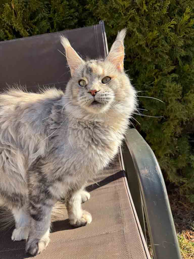 Black silver ticked tortoiseshell (fs 25) Maine Coon queen Unicum Just a Dream: long ear tufts, perfect health – UnicumCat