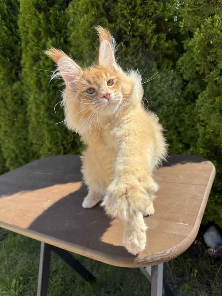 Red ticked tabby (d 25) Maine Coon King Unicum Fudge, born 2026-03-23 – UnicumCat cattery