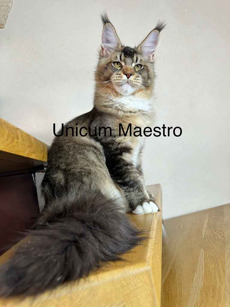 Black ticked tabby and white (n 09 25) Maine Coon king Unicum Maestro: massive body, huge ears, long lynx tips – UnicumCat