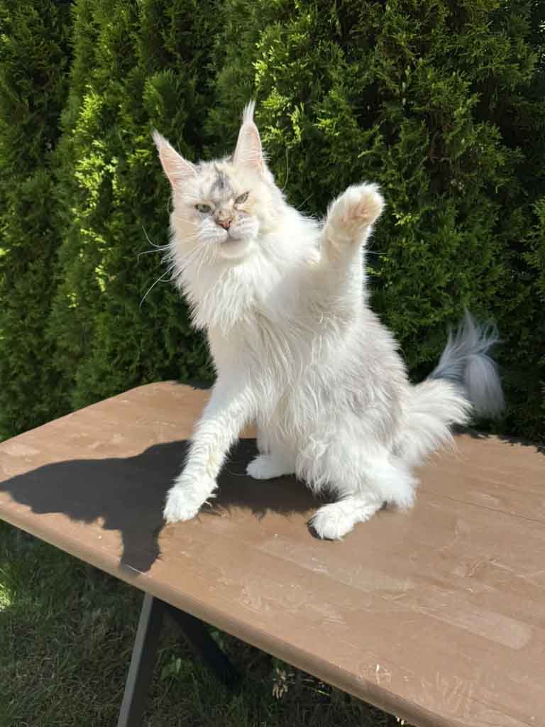 Black silver ticked tortoiseshell and white (fs 03 25) Maine Coon queen Unicum Pagani: long ear tufts, perfect health – UnicumCat