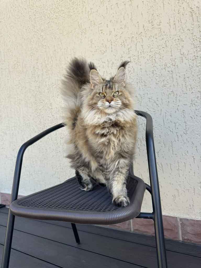 Black ticked tortoiseshell (f 25) Maine Coon queen Unicum Jordana: long ear tufts, perfect health – UnicumCat