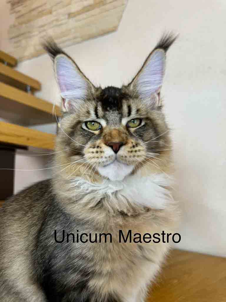 Black ticked tabby and white (n 09 25) Maine Coon king Unicum Maestro: massive body, huge ears, long lynx tips – UnicumCat